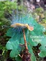 Spinellus fusiger-amf1192